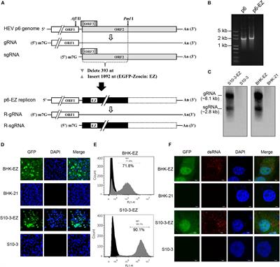 Stable Expression of a Hepatitis E Virus (HEV) RNA Replicon in Two Mammalian Cell Lines to Assess Mechanism of Innate Immunity and Antiviral Response